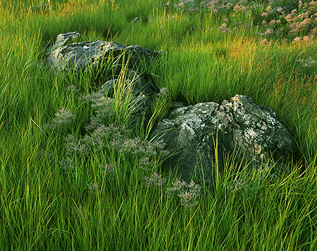 Early Light on Grass and Boulders, Acadia National Park, Maine